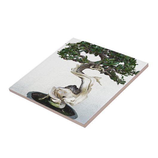 Buttonwood Bonsai Tree Tegeltje (Zijkant)