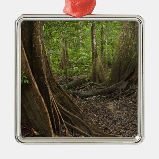 Buttress Roots. Rainforest, Mapari Rupununi, 2 Metalen Ornament (Voorkant)