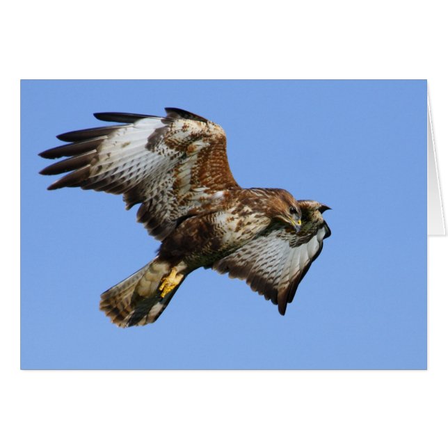 Buzzard 1 (Voorkant Horizontaal)
