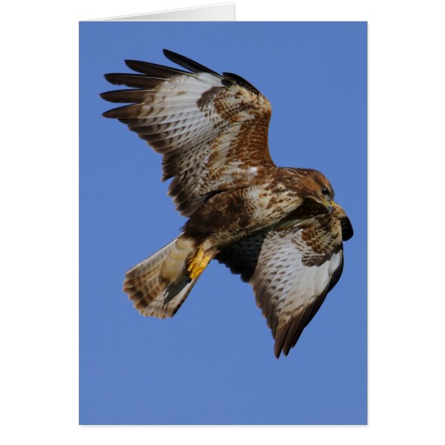 Buzzard 2 (Devant)