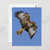 Buzzard 2 briefkaart (Voorkant / Achterkant)
