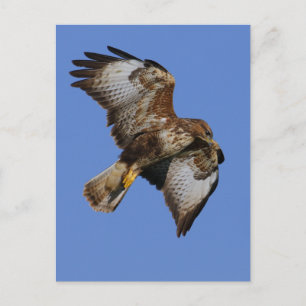 Buzzard 2 briefkaart