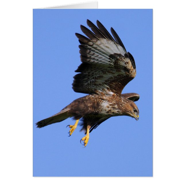 Buzzard 3 (Devant)
