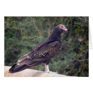 Buzzard - Blij dat je je beter voelt