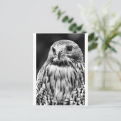 Buzzard Briefkaart (Staand voorkant)