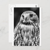 Buzzard Briefkaart (Voorkant / Achterkant)