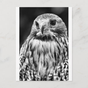 Buzzard Briefkaart