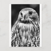 Buzzard Briefkaart (Voorkant)