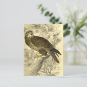 Buzzard :  Carte postale vintage Jardine (Debout devant)