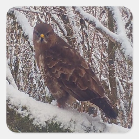 Buzzard op Snowy Branch Vierkante Sticker (Voorkant)