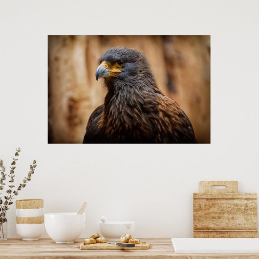 Buzzard Poster (Keuken)
