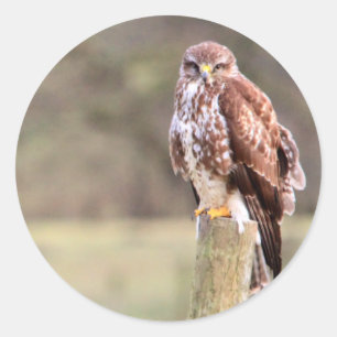 Buzzard Ronde Sticker