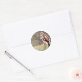 Buzzard Ronde Sticker (Envelop)