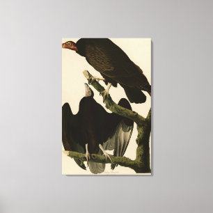 Buzzard uit Audubon's Birds of America Canvas Afdruk