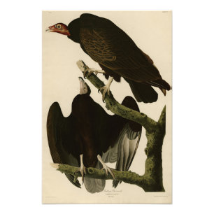 Buzzard uit Audubon's Birds of America Foto Afdruk