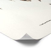 Buzzard van Elizabeth Gould Poster (Hoek)