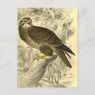 Buzzard:  Vintage Jardine's briefkaart voor drukwe