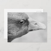 BW Goose Briefkaart (Voorkant / Achterkant)