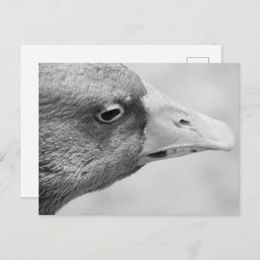 BW Goose Briefkaart (Voorkant / Achterkant)