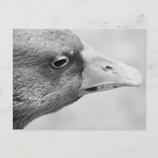 BW Goose Briefkaart (Voorkant)