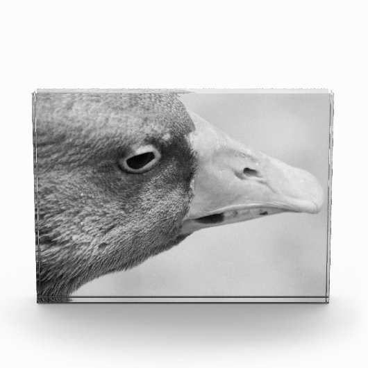 BW Goose Fotoblokken (Voorkant)