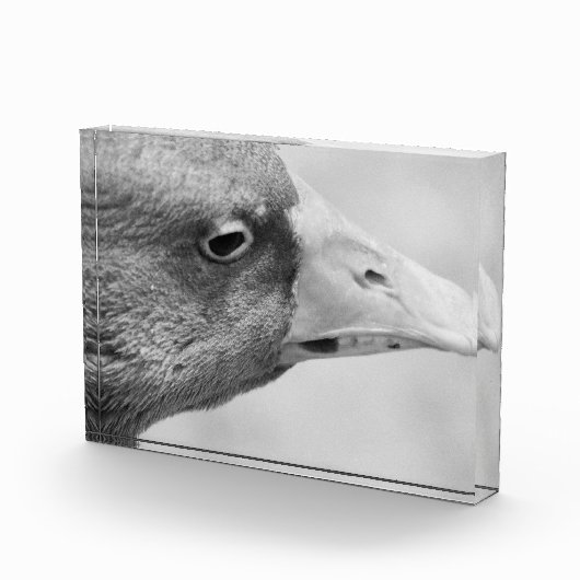 BW Goose Fotoblokken (Rechts)