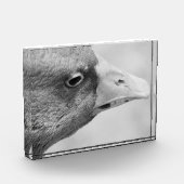 BW Goose Fotoblokken (Links)