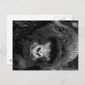 BW Gorilla Face Briefkaart (Voorkant / Achterkant)