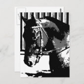 BW hengstenpaard Briefkaart (Voorkant / Achterkant)