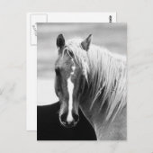 BW Horse Portret Briefkaart (Voorkant / Achterkant)