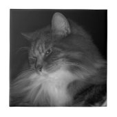 BW Kat Foto van Simba Tegeltje (Voorkant)