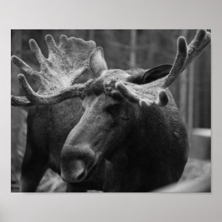 BW Moose Poster
