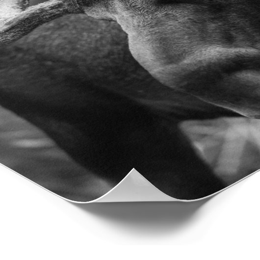 BW Moose Poster (Hoek)