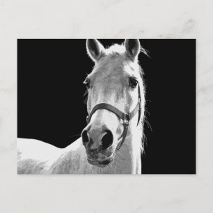 BW-paard Briefkaart