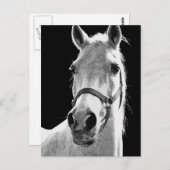 BW-paard Briefkaart (Voorkant / Achterkant)