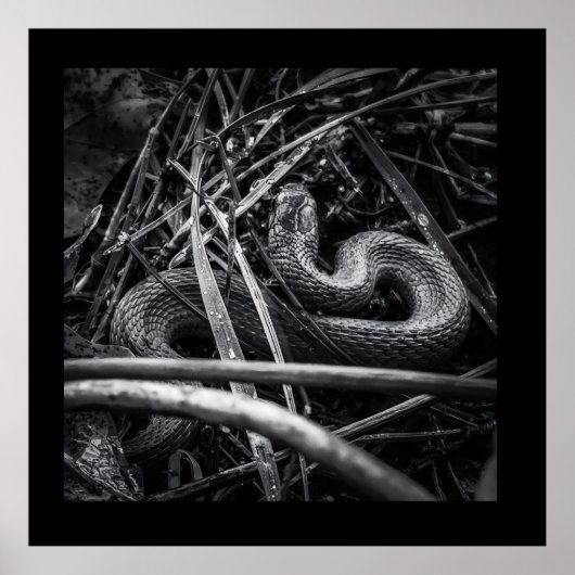 BW Snake enroulé dans l'herbe Affiche Imprimer (Devant)
