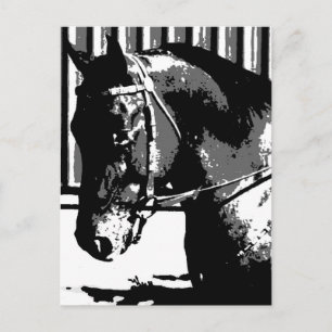 BW Stallion Horse Briefkaart