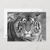 BW Tiger Briefkaart (Voorkant / Achterkant)