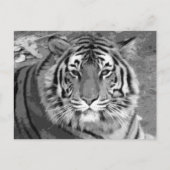BW Tiger Briefkaart (Voorkant)