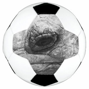 BW Tortoise