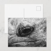 BW Tortoise Briefkaart (Voorkant / Achterkant)