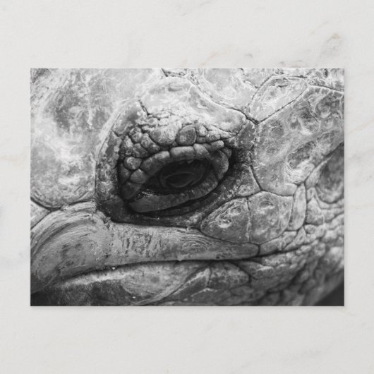 BW Tortoise Briefkaart (Voorkant)