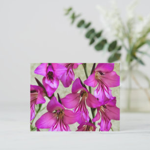 Byzantijnse Gladiolus Briefkaart