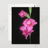 Byzantine Gladiolus Briefkaart (Voorkant / Achterkant)