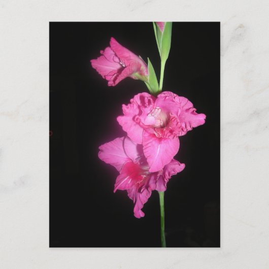 Byzantine Gladiolus Briefkaart (Voorkant)