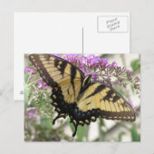 BZ - Carte postale Papillon Swallowtail (Devant / Derrière)