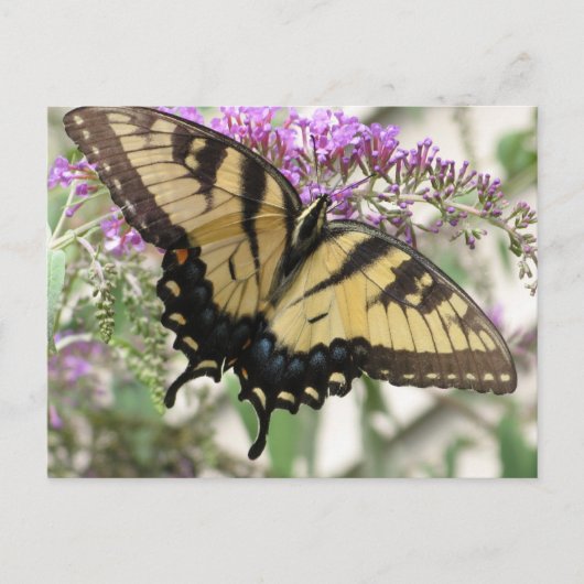 BZ - Carte postale Papillon Swallowtail (Devant)