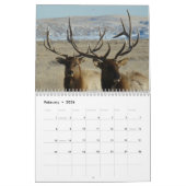 C10 Big Bull Elk kalender (Feb 2026)