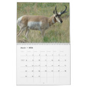 C11 Calendrier Pronghorn Antelope (Mar 2026)