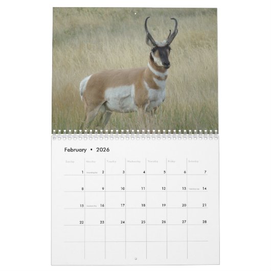 C11 Calendrier Pronghorn Antelope (Feb 2026)